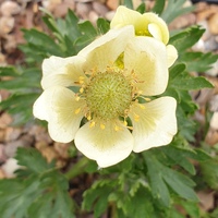 Anemone lithophila